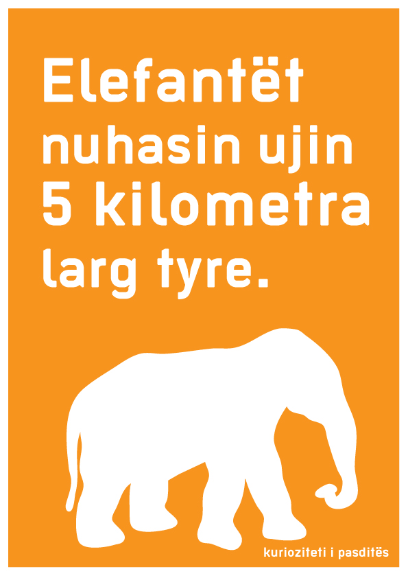 Elefanti që nuhatë.